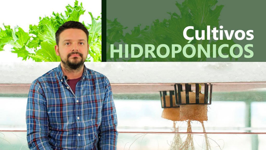 Curso de Sistemas hidropónicos y cultivos sin suelo